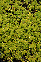 Golden Creeping Jenny (Lysimachia nummularia 'Aurea') at The Mustard Seed
