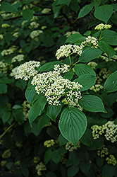 Pagoda Dogwood (Cornus alternifolia) at The Mustard Seed