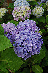 Endless Summer The Original Hydrangea (Hydrangea macrophylla 'Bailmer') at The Mustard Seed