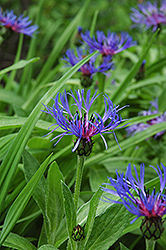 Mountain Bluet (Centaurea montana) at The Mustard Seed