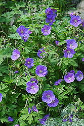 Johnson's Blue Cranesbill (Geranium 'Johnson's Blue') at The Mustard Seed