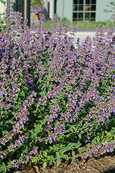 Walker's Low Catmint (Nepeta x faassenii 'Walker's Low') at The Mustard Seed