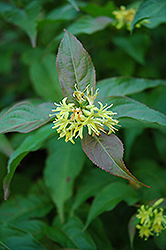 Bush Honeysuckle (Diervilla lonicera) at The Mustard Seed