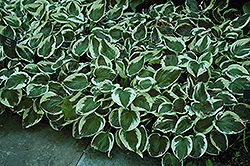 Patriot Hosta (Hosta 'Patriot') at The Mustard Seed
