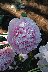 Shirley Temple Peony (Paeonia 'Shirley Temple') at The Mustard Seed