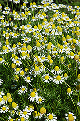 German Chamomile (Matricaria recutita) at The Mustard Seed