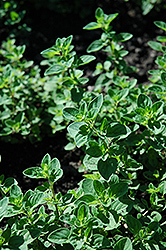 Oregano (Origanum vulgare) at The Mustard Seed
