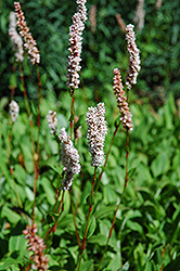 Himalayan Border Jewel Fleeceflower (Persicaria affinis 'Himalayan Border Jewel') at The Mustard Seed