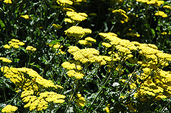 Moonshine Yarrow (Achillea 'Moonshine') at The Mustard Seed