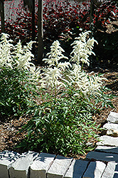 Deutschland Astilbe (Astilbe japonica 'Deutschland') at The Mustard Seed