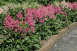 Rheinland Astilbe (Astilbe japonica 'Rheinland') at The Mustard Seed