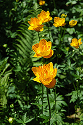 Golden Queen Globeflower (Trollius chinensis 'Golden Queen') at The Mustard Seed
