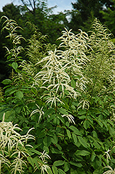 Goatsbeard (Aruncus dioicus) at The Mustard Seed
