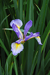 Blue Flag Iris (Iris versicolor) at The Mustard Seed