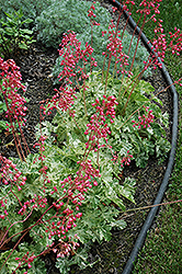 Snow Angel Coral Bells (Heuchera sanguinea 'Snow Angel') at The Mustard Seed