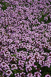 Red Creeping Thyme (Thymus praecox 'Coccineus') at The Mustard Seed