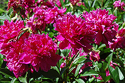 Karl Rosenfield Peony (Paeonia 'Karl Rosenfield') at The Mustard Seed
