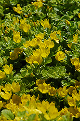 Creeping Jenny (Lysimachia nummularia) at The Mustard Seed
