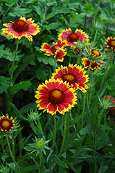 Goblin Blanket Flower (Gaillardia x grandiflora 'Goblin') at The Mustard Seed