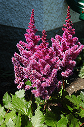 Visions Astilbe (Astilbe chinensis 'Visions') at The Mustard Seed