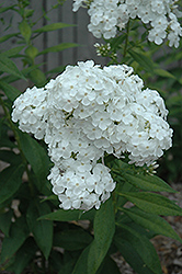 David Garden Phlox (Phlox paniculata 'David') at The Mustard Seed