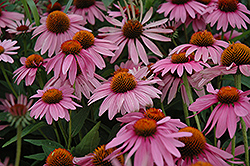 Magnus Coneflower (Echinacea purpurea 'Magnus') at The Mustard Seed