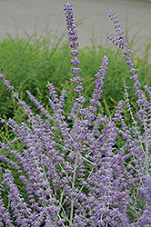 Russian Sage (Perovskia atriplicifolia) at The Mustard Seed