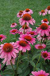 Ruby Star Coneflower (Echinacea purpurea 'Rubinstern') at The Mustard Seed