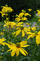 Autumn Sun Coneflower (Rudbeckia 'Autumn Sun') at The Mustard Seed