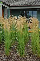 Karl Foerster Reed Grass (Calamagrostis x acutiflora 'Karl Foerster') at The Mustard Seed
