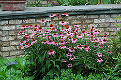 Magnus Coneflower (Echinacea purpurea 'Magnus') at The Mustard Seed