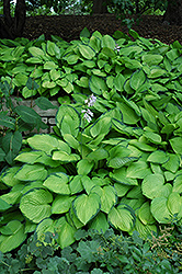 Gold Standard Hosta (Hosta 'Gold Standard') at The Mustard Seed
