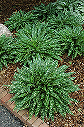 Raspberry Splash Lungwort (Pulmonaria 'Raspberry Splash') at The Mustard Seed
