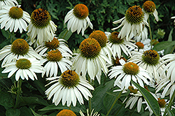 White Swan Coneflower (Echinacea purpurea 'White Swan') at The Mustard Seed