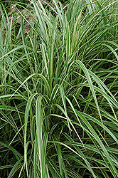 Variegated Silver Grass (Miscanthus sinensis 'Variegatus') at The Mustard Seed