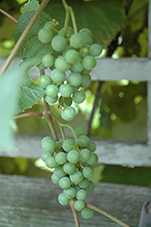 Edelweiss Grape (Vitis 'Edelweiss') at The Mustard Seed