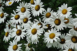 Alaska Shasta Daisy (Leucanthemum x superbum 'Alaska') at The Mustard Seed