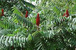 Staghorn Sumac (Rhus typhina) at The Mustard Seed
