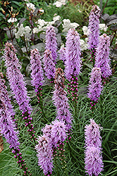 Kobold Blazing Star (Liatris spicata 'Kobold') at The Mustard Seed