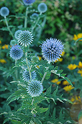 Globe Thistle (Echinops ritro) at The Mustard Seed