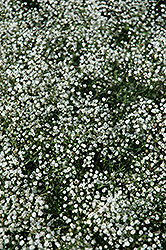 Common Baby's Breath (Gypsophila paniculata) at The Mustard Seed