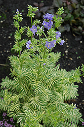 Brise D'Anjou Jacob's Ladder (Polemonium caeruleum 'Brise D'Anjou') at The Mustard Seed