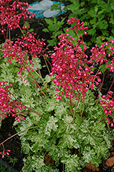 Snow Angel Coral Bells (Heuchera sanguinea 'Snow Angel') at The Mustard Seed