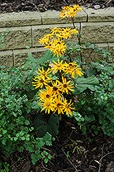 Desdemona Rayflower (Ligularia dentata 'Desdemona') at The Mustard Seed