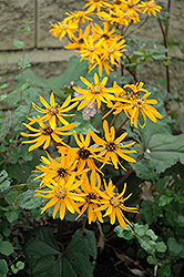 Desdemona Rayflower (Ligularia dentata 'Desdemona') at The Mustard Seed