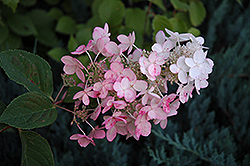 Pink Diamond Hydrangea (Hydrangea paniculata 'Pink Diamond') at The Mustard Seed
