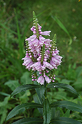 Obedient Plant (Physostegia virginiana) at The Mustard Seed