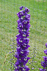 Magic Fountains Dark Blue White Bee Larkspur (Delphinium 'Magic Fountains Dark Blue White Bee') at The Mustard Seed