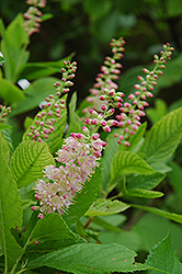 Ruby Spice Summersweet (Clethra alnifolia 'Ruby Spice') at The Mustard Seed