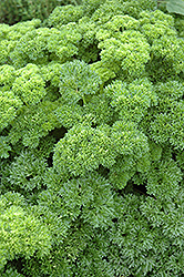 Parsley (Petroselinum crispum) at The Mustard Seed